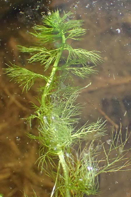 Utricularia stygia \ Dunkelgelber Wasserschlauch / Northern Bladderwort, Arctic Bladderwort, D Oberpfalz, Roding 14.8.2014