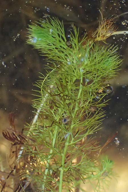 Utricularia stygia \ Dunkelgelber Wasserschlauch / Northern Bladderwort, Arctic Bladderwort, D Oberpfalz, Roding 14.8.2014