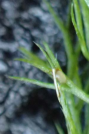 Utricularia stygia \ Dunkelgelber Wasserschlauch / Northern Bladderwort, Arctic Bladderwort, D Oberpfalz, Roding 14.8.2014