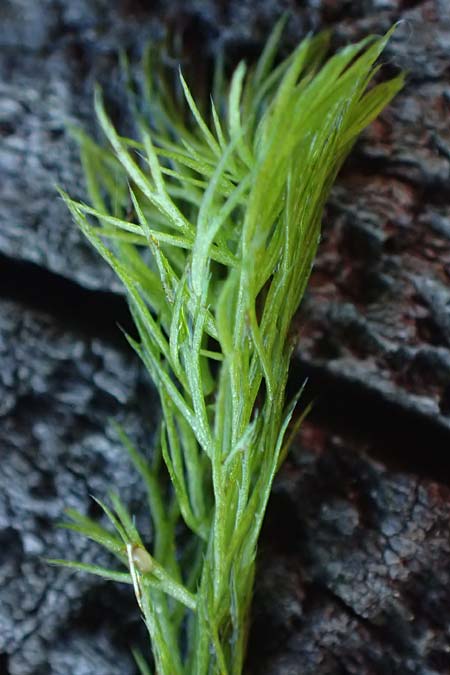 Utricularia stygia \ Dunkelgelber Wasserschlauch / Northern Bladderwort, Arctic Bladderwort, D Oberpfalz, Roding 14.8.2014