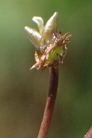 Utricularia stygia \ Dunkelgelber Wasserschlauch / Northern Bladderwort, Arctic Bladderwort, D Oberpfalz, Roding 14.8.2014