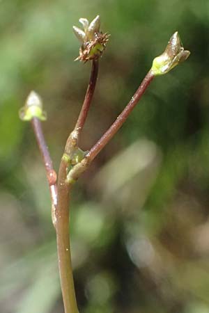 Utricularia stygia \ Dunkelgelber Wasserschlauch / Northern Bladderwort, Arctic Bladderwort, D Oberpfalz, Roding 14.8.2014