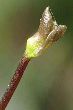 Utricularia stygia \ Dunkelgelber Wasserschlauch / Northern Bladderwort, Arctic Bladderwort, D Oberpfalz, Roding 14.8.2014