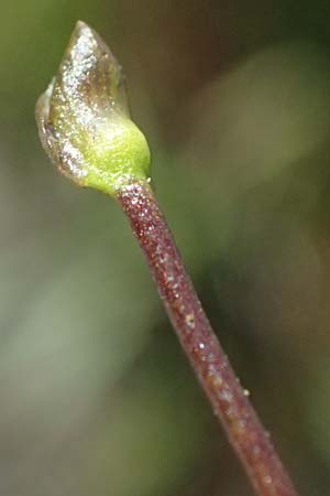 Utricularia stygia \ Dunkelgelber Wasserschlauch / Northern Bladderwort, Arctic Bladderwort, D Oberpfalz, Roding 14.8.2014