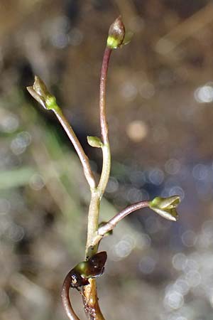 Utricularia stygia \ Dunkelgelber Wasserschlauch / Northern Bladderwort, Arctic Bladderwort, D Oberpfalz, Roding 14.8.2014