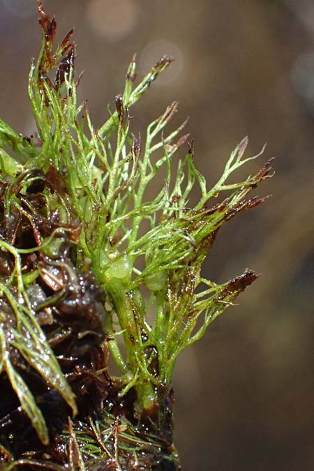 Utricularia stygia \ Dunkelgelber Wasserschlauch / Northern Bladderwort, Arctic Bladderwort, D Oberpfalz, Roding 14.8.2014
