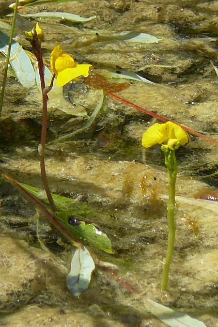 Utricularia tenuicaulis \ Japanischer Wasserschlauch / Japanese Bladderwort, D R&ouml;merberg 29.6.2024
