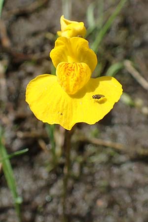 Utricularia neglecta \ Verkannter Wasserschlauch / Bladderwort, D Kaiserslautern 19.8.2020