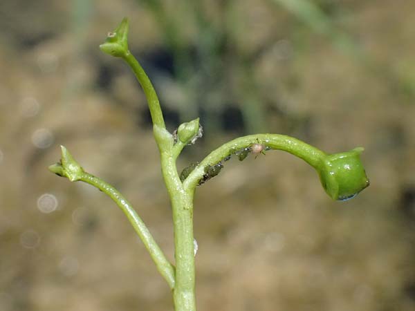 Utricularia tenuicaulis \ Japanischer Wasserschlauch / Japanese Bladderwort, D R&ouml;merberg 15.7.2024