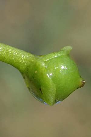 Utricularia tenuicaulis \ Japanischer Wasserschlauch / Japanese Bladderwort, D R&ouml;merberg 15.7.2024