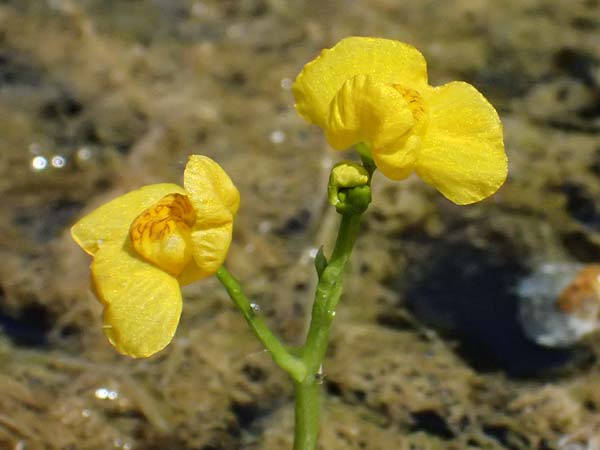 Utricularia tenuicaulis \ Japanischer Wasserschlauch / Japanese Bladderwort, D R&ouml;merberg 15.7.2024
