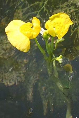 Utricularia tenuicaulis \ Japanischer Wasserschlauch / Japanese Bladderwort, D R&ouml;merberg 15.7.2024