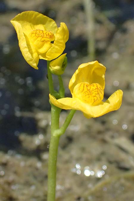 Utricularia tenuicaulis \ Japanischer Wasserschlauch / Japanese Bladderwort, D R&ouml;merberg 15.7.2024