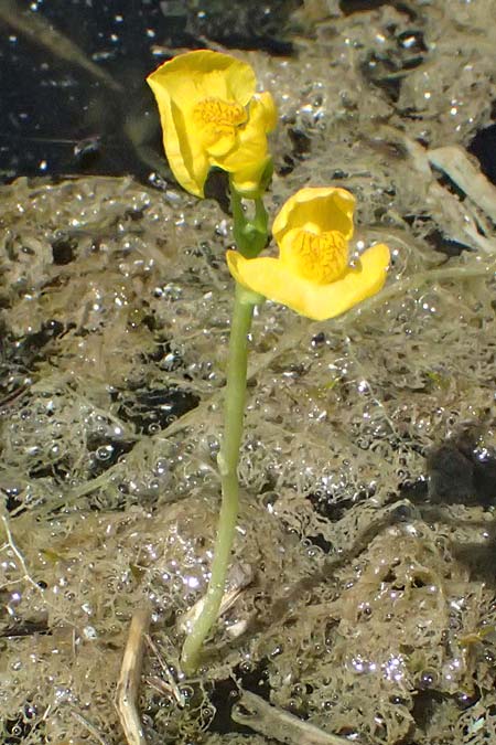 Utricularia tenuicaulis \ Japanischer Wasserschlauch / Japanese Bladderwort, D R&ouml;merberg 15.7.2024