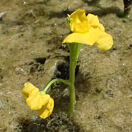 Utricularia tenuicaulis \ Japanischer Wasserschlauch / Japanese Bladderwort, D R&ouml;merberg 15.7.2024