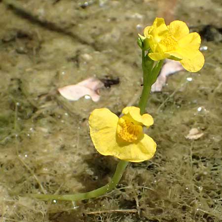 Utricularia tenuicaulis \ Japanischer Wasserschlauch / Japanese Bladderwort, D R&ouml;merberg 15.7.2024