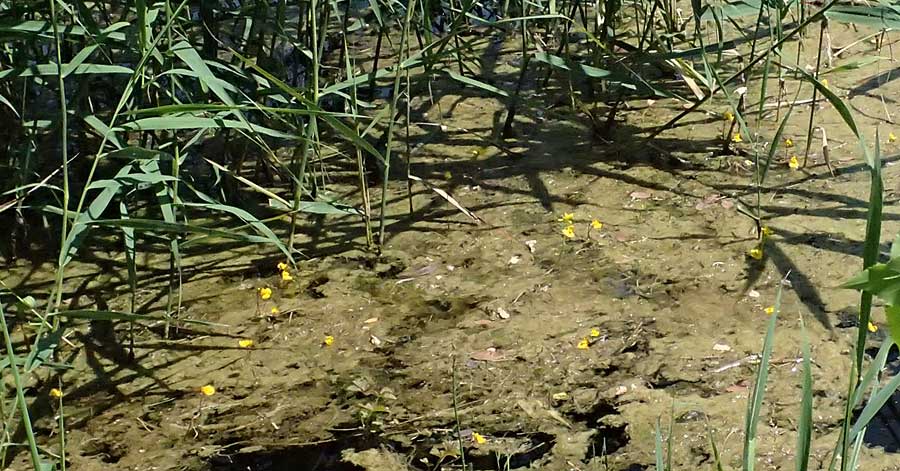 Utricularia tenuicaulis \ Japanischer Wasserschlauch / Japanese Bladderwort, D R&ouml;merberg 15.7.2024