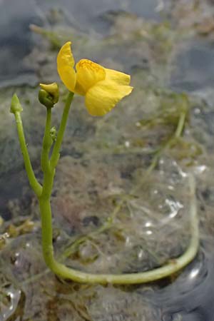 Utricularia tenuicaulis \ Japanischer Wasserschlauch / Japanese Bladderwort, D R&ouml;merberg 31.7.2025