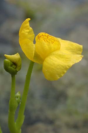 Utricularia tenuicaulis \ Japanischer Wasserschlauch / Japanese Bladderwort, D R&ouml;merberg 31.7.2025
