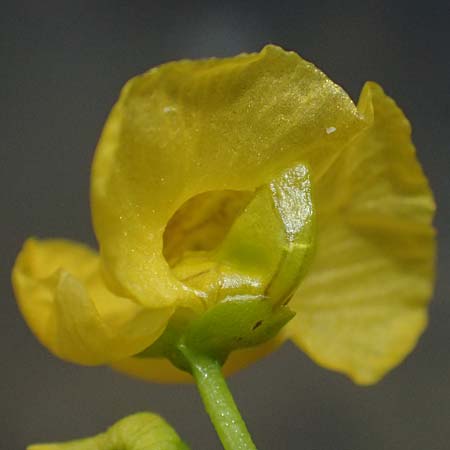 Utricularia tenuicaulis \ Japanischer Wasserschlauch / Japanese Bladderwort, D R&ouml;merberg 31.7.2025