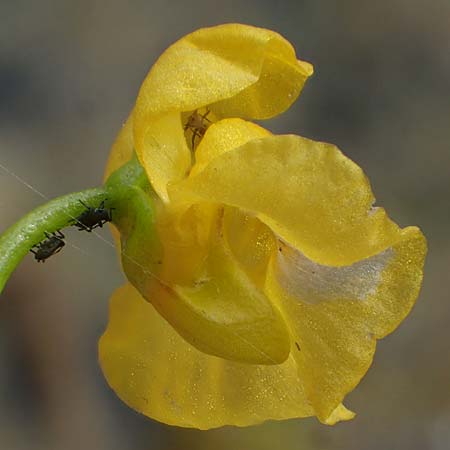 Utricularia tenuicaulis \ Japanischer Wasserschlauch / Japanese Bladderwort, D R&ouml;merberg 31.7.2025
