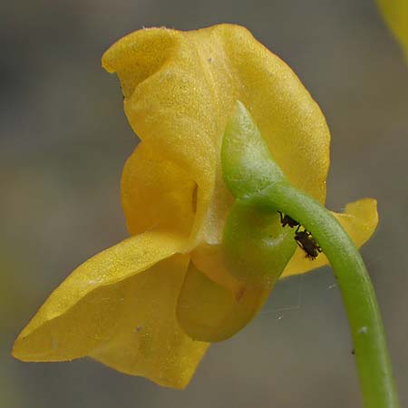 Utricularia tenuicaulis \ Japanischer Wasserschlauch / Japanese Bladderwort, D R&ouml;merberg 31.7.2025