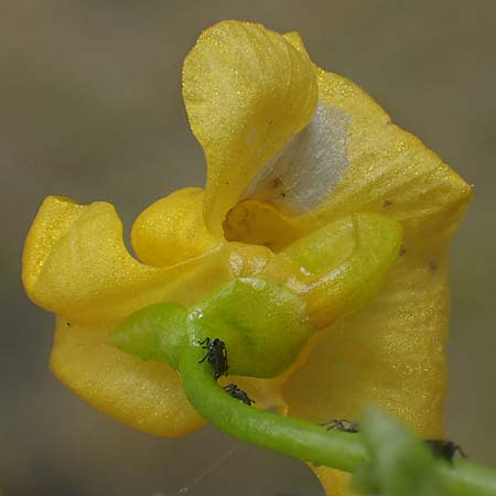Utricularia tenuicaulis \ Japanischer Wasserschlauch / Japanese Bladderwort, D R&ouml;merberg 31.7.2025