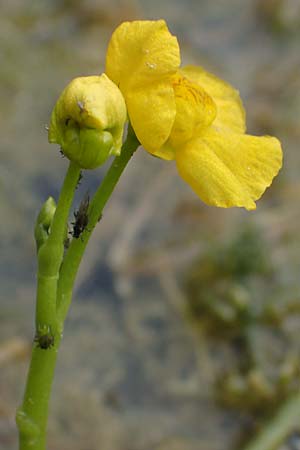 Utricularia tenuicaulis \ Japanischer Wasserschlauch / Japanese Bladderwort, D R&ouml;merberg 31.7.2025