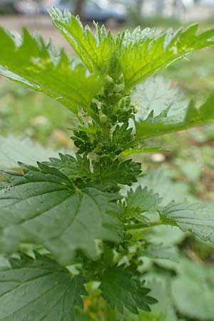 Urtica urens \ Kleine Brenn-Nessel / Small Nettle, D Mannheim 20.9.2015