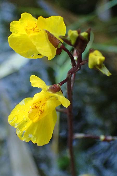 Utricularia vulgaris \ Echter Wasserschlauch / Bladderwort, D Iffeldorf 14.8.2024