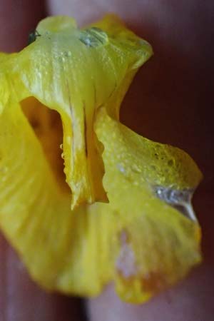 Utricularia vulgaris \ Echter Wasserschlauch / Bladderwort, D Iffeldorf 14.8.2024