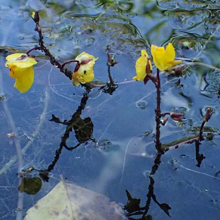 Utricularia vulgaris \ Echter Wasserschlauch / Bladderwort, D Iffeldorf 14.8.2024