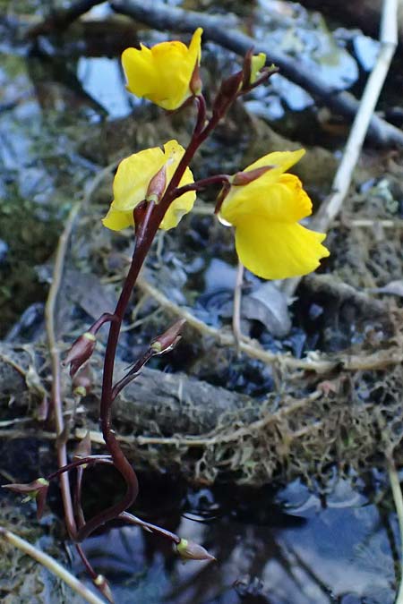 Utricularia vulgaris \ Echter Wasserschlauch / Bladderwort, D Iffeldorf 14.8.2024