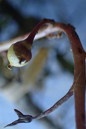 Utricularia vulgaris \ Echter Wasserschlauch / Bladderwort, D Iffeldorf 14.8.2024