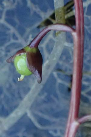 Utricularia vulgaris \ Echter Wasserschlauch / Bladderwort, D Iffeldorf 14.8.2024