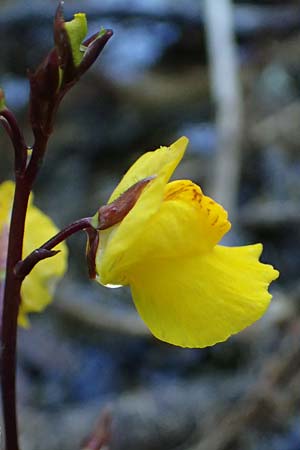 Utricularia vulgaris \ Echter Wasserschlauch / Bladderwort, D Iffeldorf 14.8.2024