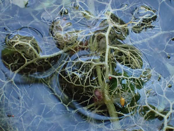 Utricularia vulgaris \ Echter Wasserschlauch / Bladderwort, D Iffeldorf 14.8.2024