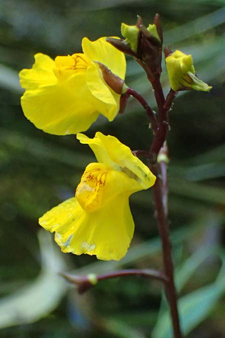 Utricularia vulgaris \ Echter Wasserschlauch / Bladderwort, D Iffeldorf 14.8.2024