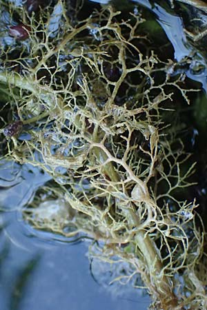 Utricularia vulgaris \ Echter Wasserschlauch / Bladderwort, D Iffeldorf 14.8.2024