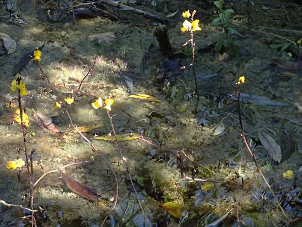 Utricularia vulgaris \ Echter Wasserschlauch / Bladderwort, D Iffeldorf 14.8.2024
