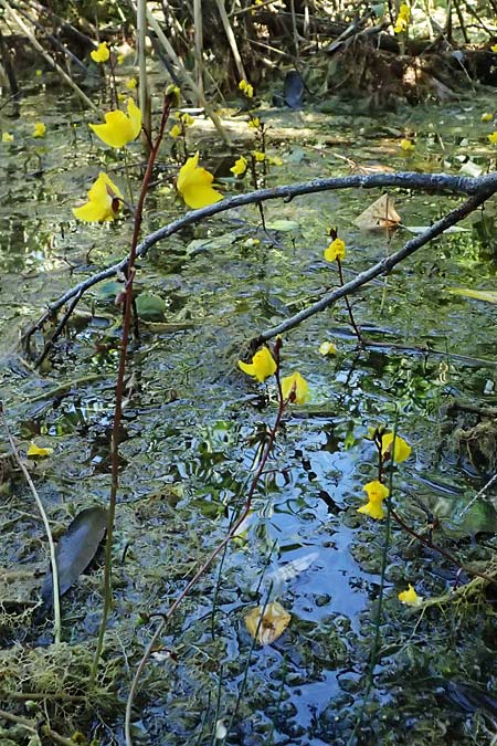 Utricularia vulgaris \ Echter Wasserschlauch / Bladderwort, D Iffeldorf 14.8.2024