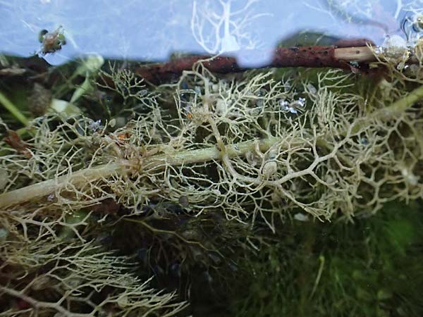 Utricularia vulgaris \ Echter Wasserschlauch / Bladderwort, D Iffeldorf 14.8.2024