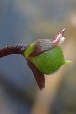 Utricularia vulgaris \ Echter Wasserschlauch / Bladderwort, D Karlsruhe 25.7.2025