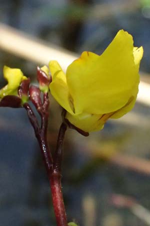 Utricularia vulgaris \ Echter Wasserschlauch / Bladderwort, D Karlsruhe 25.7.2025