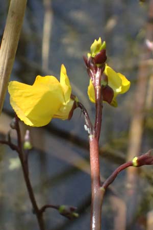 Utricularia vulgaris \ Echter Wasserschlauch / Bladderwort, D Karlsruhe 25.7.2025