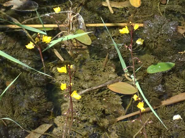 Utricularia vulgaris \ Echter Wasserschlauch / Bladderwort, D Karlsruhe 25.7.2025