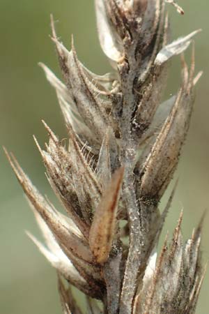 Dactylis glomerata \ Kn�uelgras / Cocksfoot Grass, Orchard Grass, D Zienken 22.7.2017