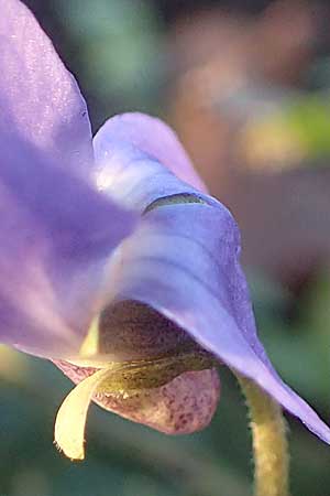 Viola x scabra \ Raues Veilchen / Hairy Violet, D Mannheim 4.2.2023