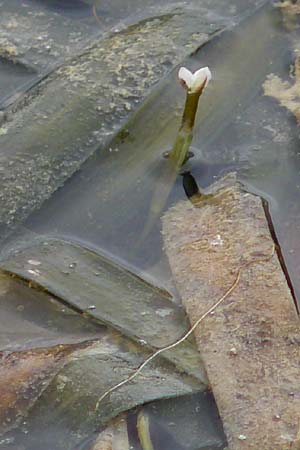 Vallisneria spiralis \ Wasserschraube / Tape Grass, D Viernheim 26.9.2016