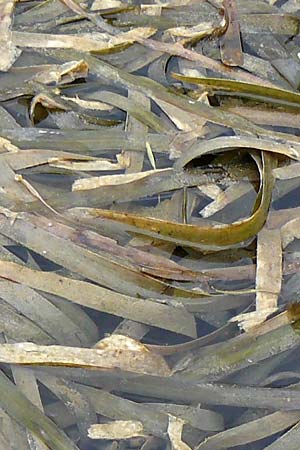 Vallisneria spiralis \ Wasserschraube / Tape Grass, D Viernheim 26.9.2016